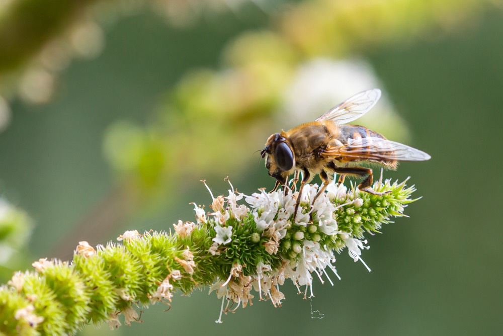 Macro di un'ape da miele (apis mellifera) su un fiore di menta (menta piperita) con sfondo sfocato con effetto bokeh; protezione ambientale senza pesticidi, concetto di biodiversità delle api;