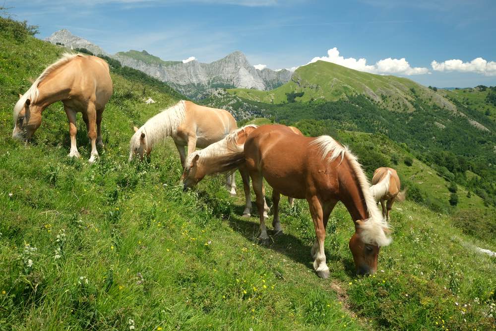 Cavalli al pascolo sulle montagne della Toscana. Sul Monte Matanna, nelle Alpi Apuane, cavalli selvaggi pascolano liberi. Foto di repertorio. Italia.