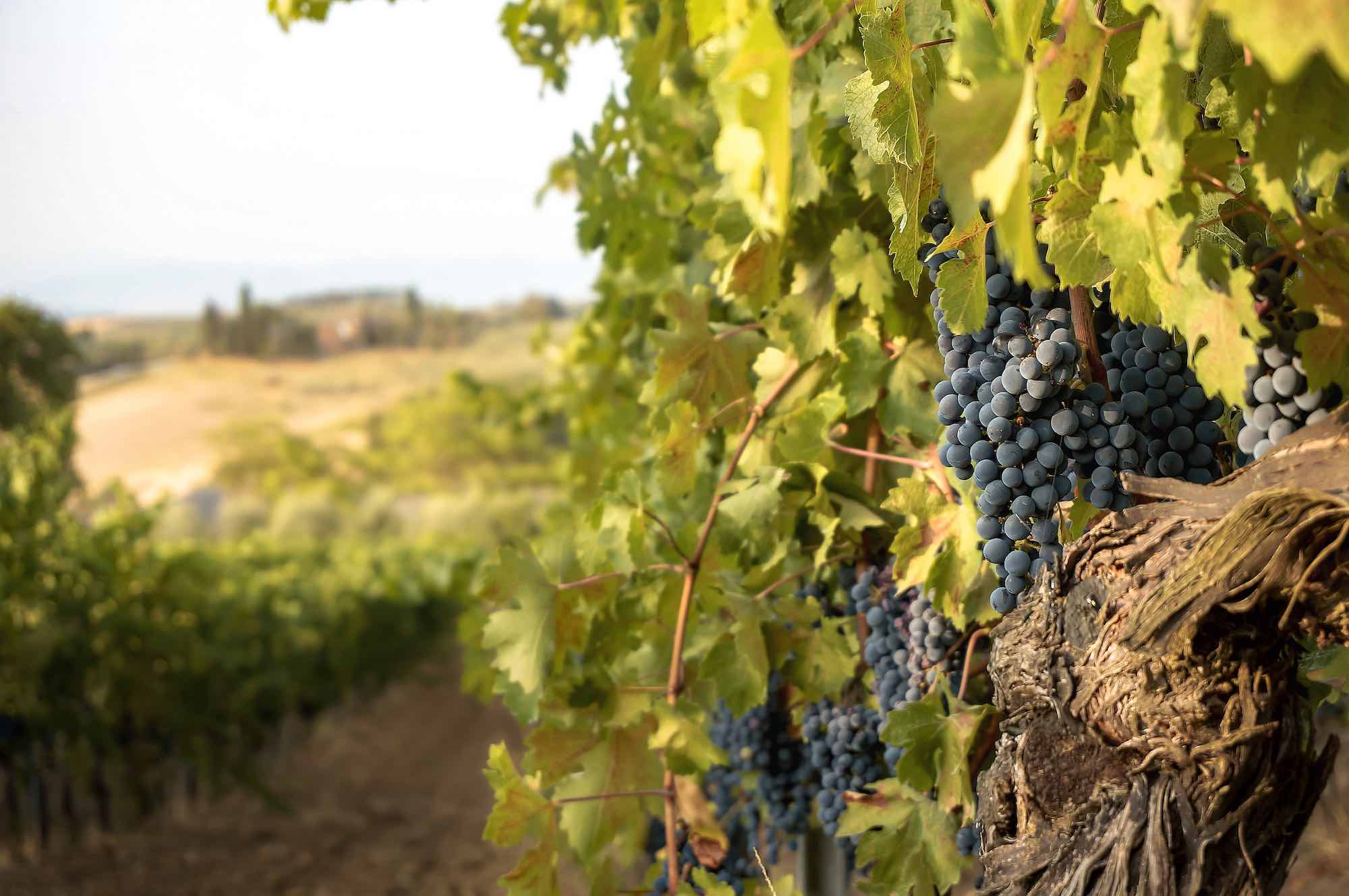 Grappoli d'uva maturi sulle vigne in Val d'Orcia
