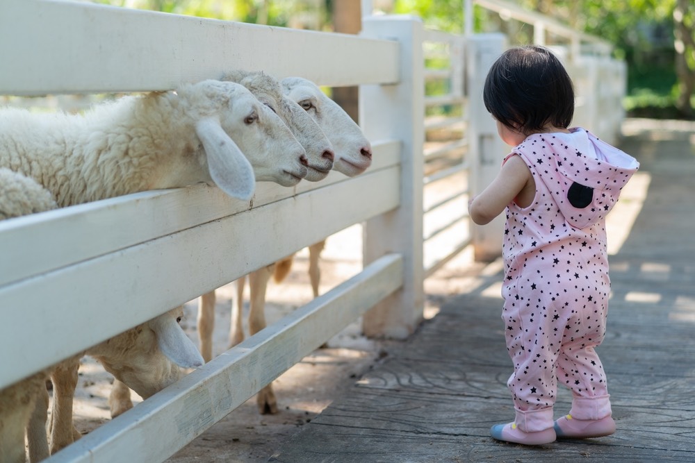 Il bambino fa attività con le pecore in una fattoria didattica