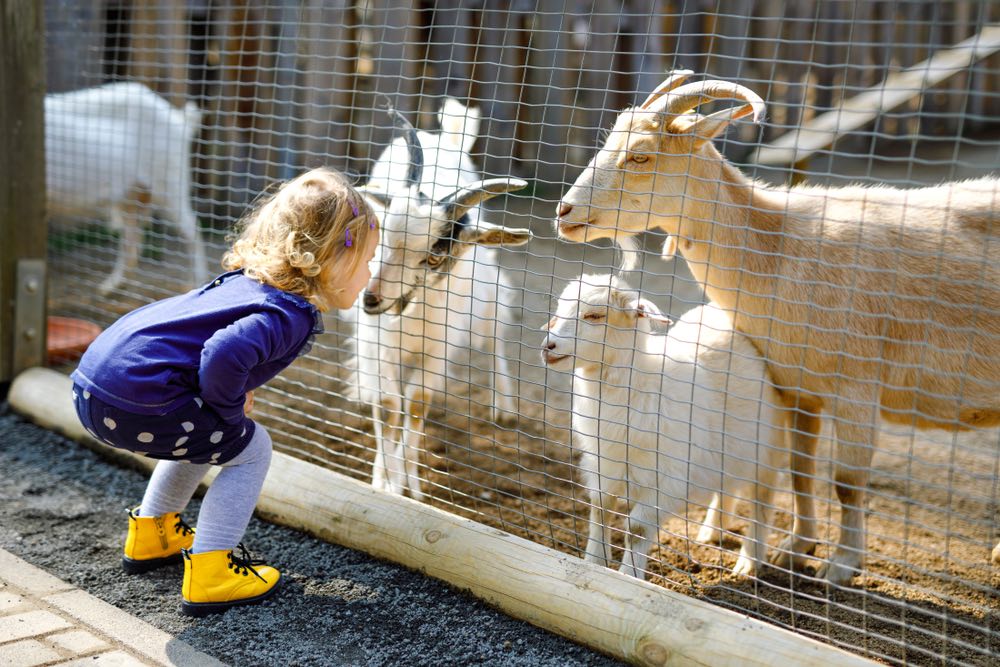 Bambina che nutre caprette e pecore in una fattoria didattica in Toscana