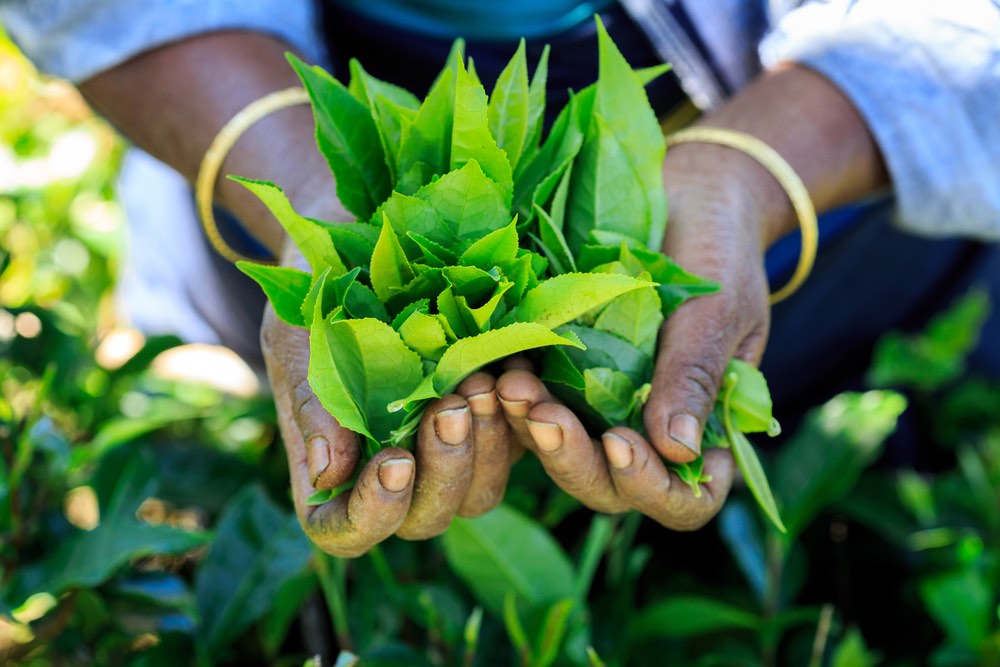 Mani con del tè in un campo di tè in Sri Lanka