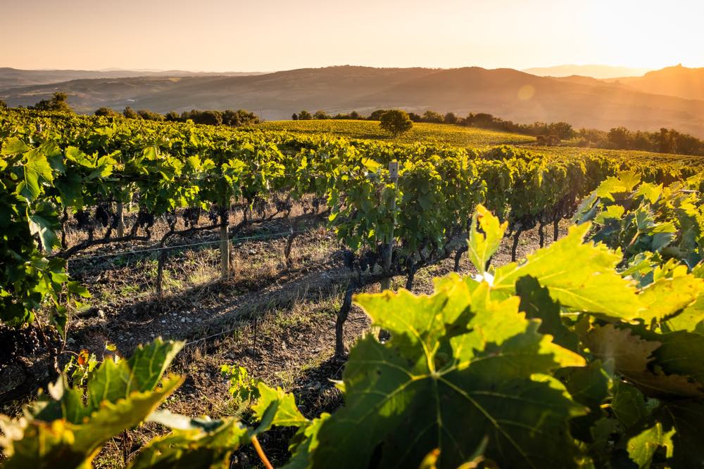 Valle di Montalcino, Siena, vigneto di lusso e coltivazione di uve da vino, lavorazione e cura nella terra dei vini rossi e bianchi toscani come il Brunello di Montalcino DOCG, Italia