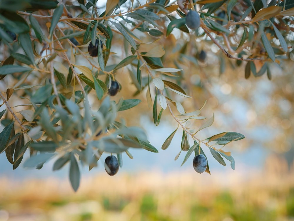 Oliveto, dettaglio ramo. Olive fresche e mature che crescono in un giardino mediterraneo pronte per la raccolta, soft focus.