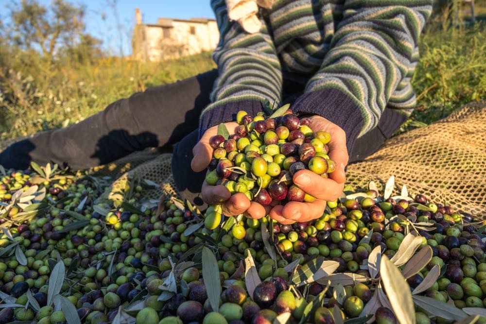 Raccolta di olive in mano Primo piano Macro che lavora in una fattoria italiana