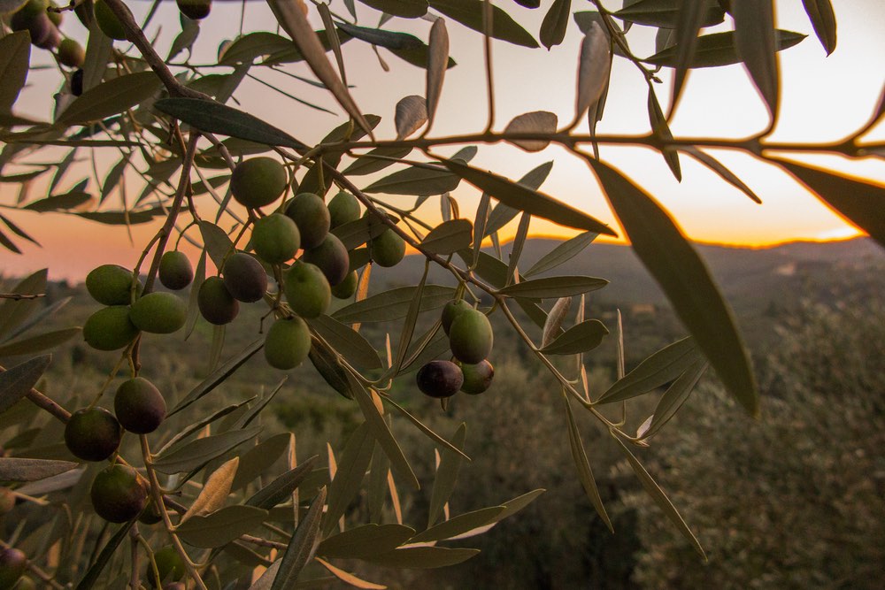 Olive sull'albero al tramonto in Toscana