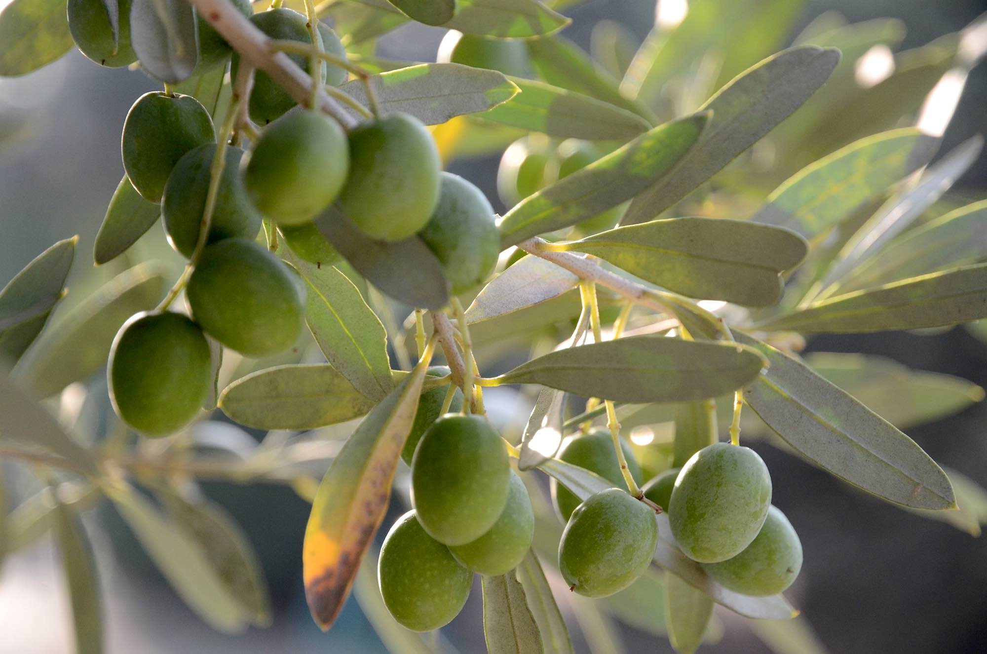 Olive mature su un albero