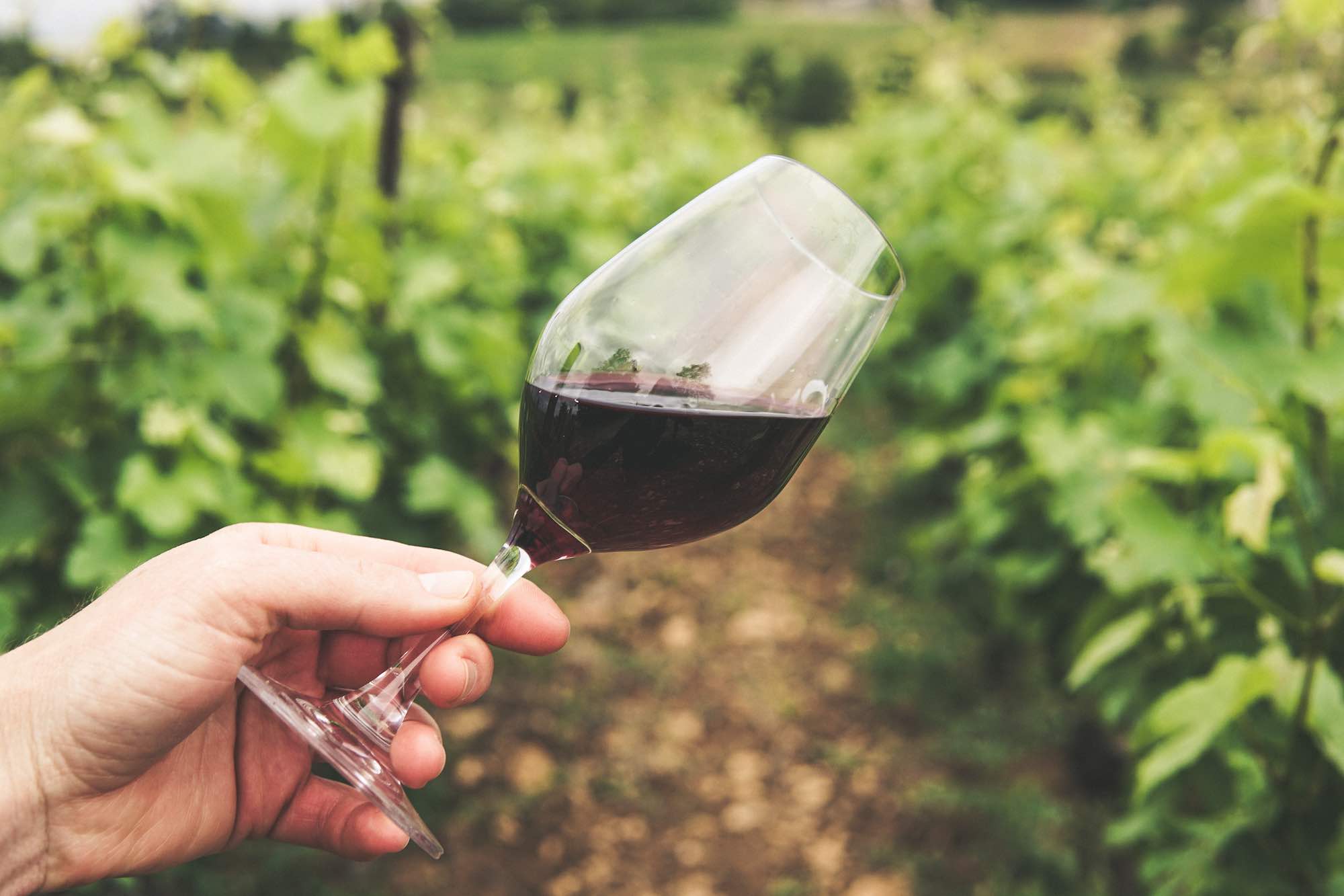 Bicchiere di vino rosso nelle vigne