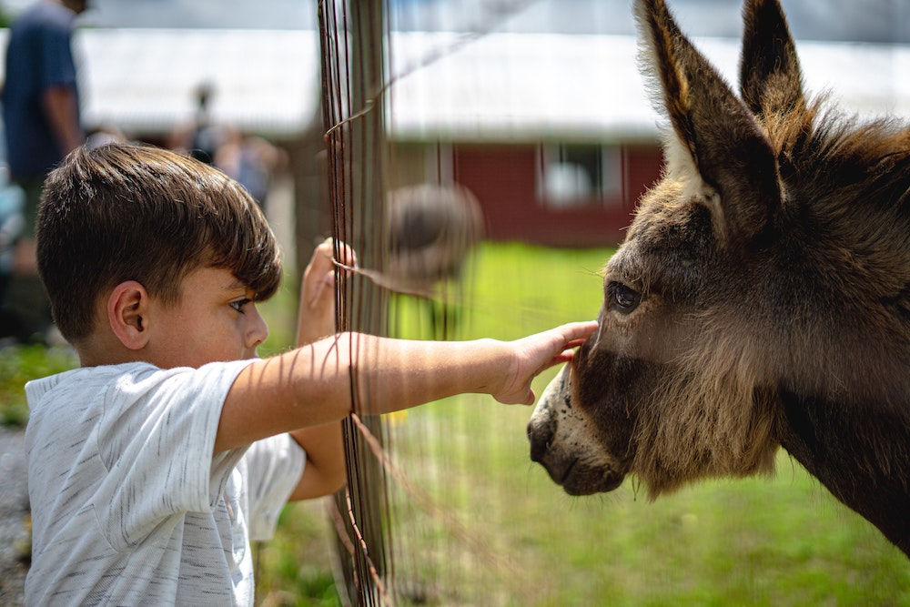 Bambino accarezza asino in una fattoria didattica in Toscana
