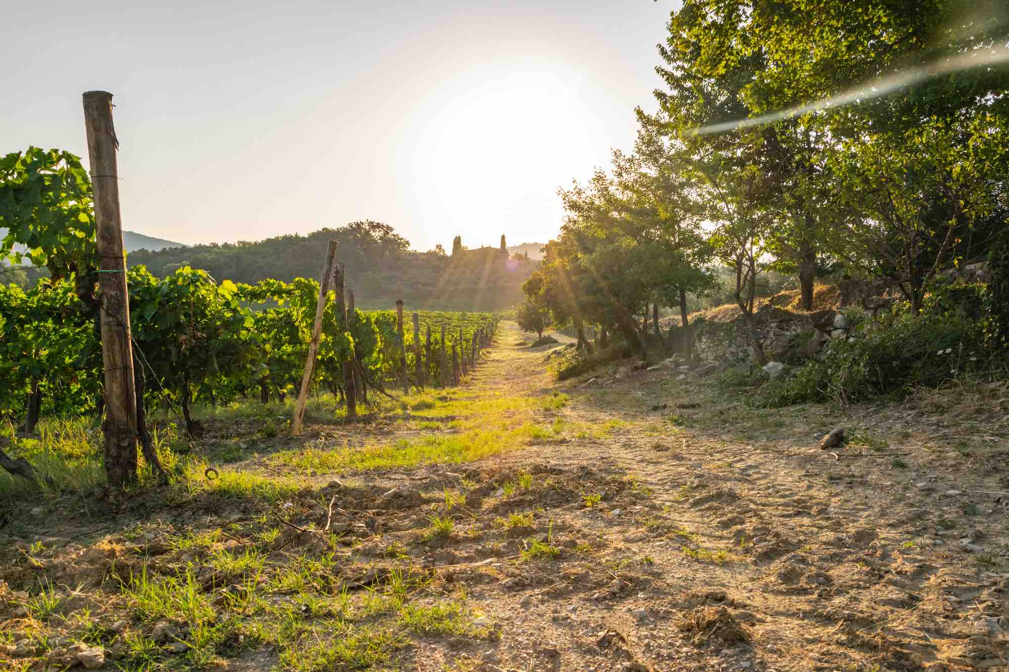 Tramonto in Chianti Classico tra le vigne con borgo
