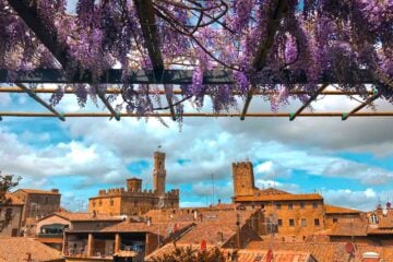 Glicine in fiore a Volterra in Toscana