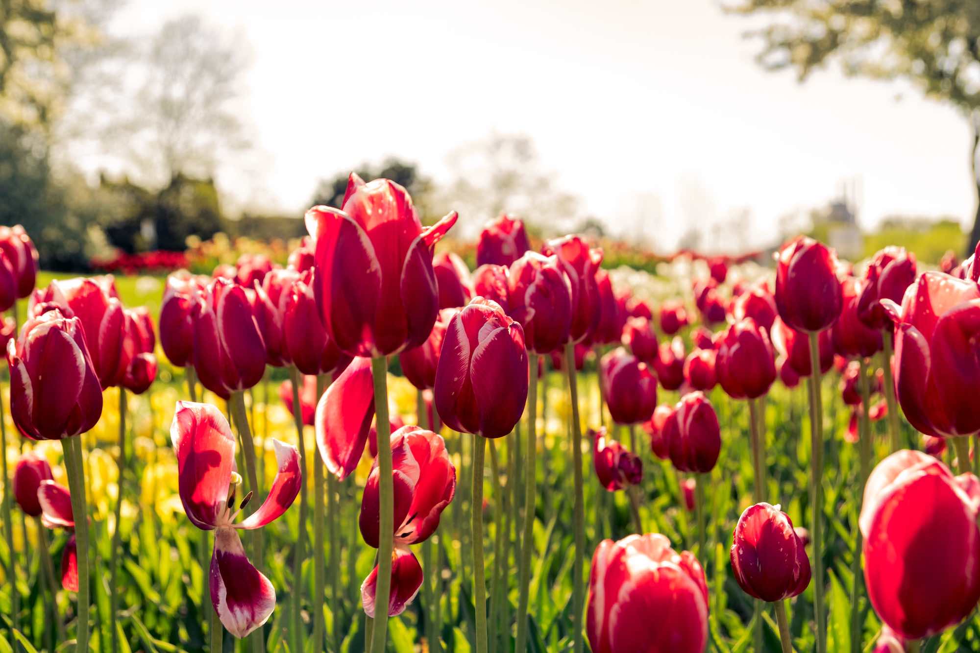 Parco di tulipani in fiore a primavera in Toscana