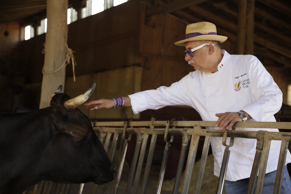 Sergio Dondoli fondatore della Gelateria Dondoli di San Gimignano insieme a una delle mucche che ha adottato