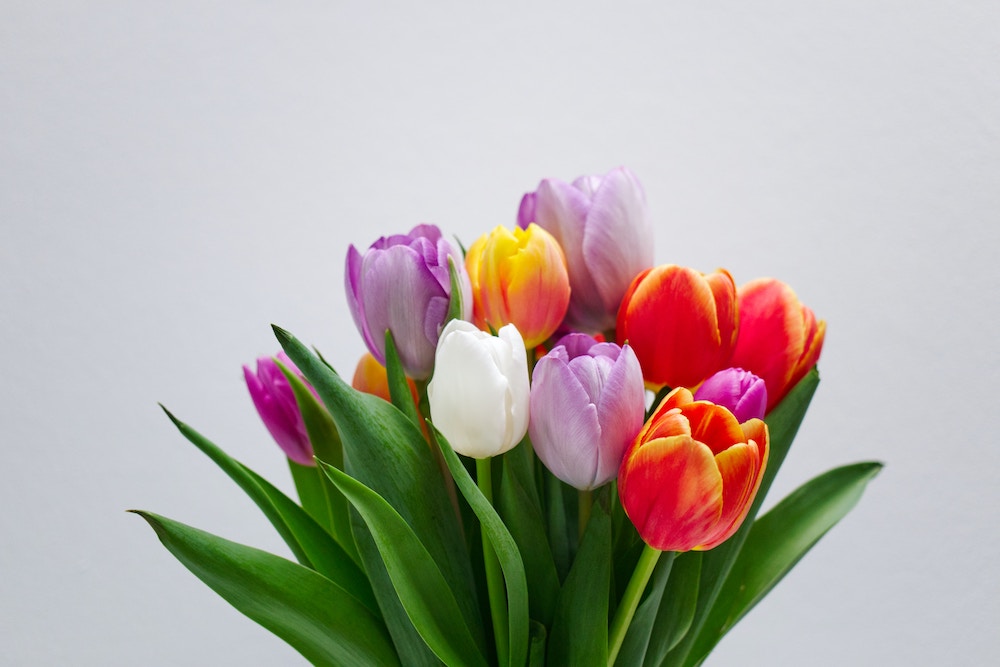 Mazzo di tulipani colorati