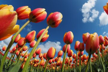 Parco di tulipani in fiore a primavera in Toscana