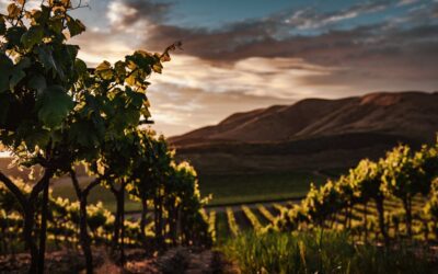 Vineyard nella Napa Valley