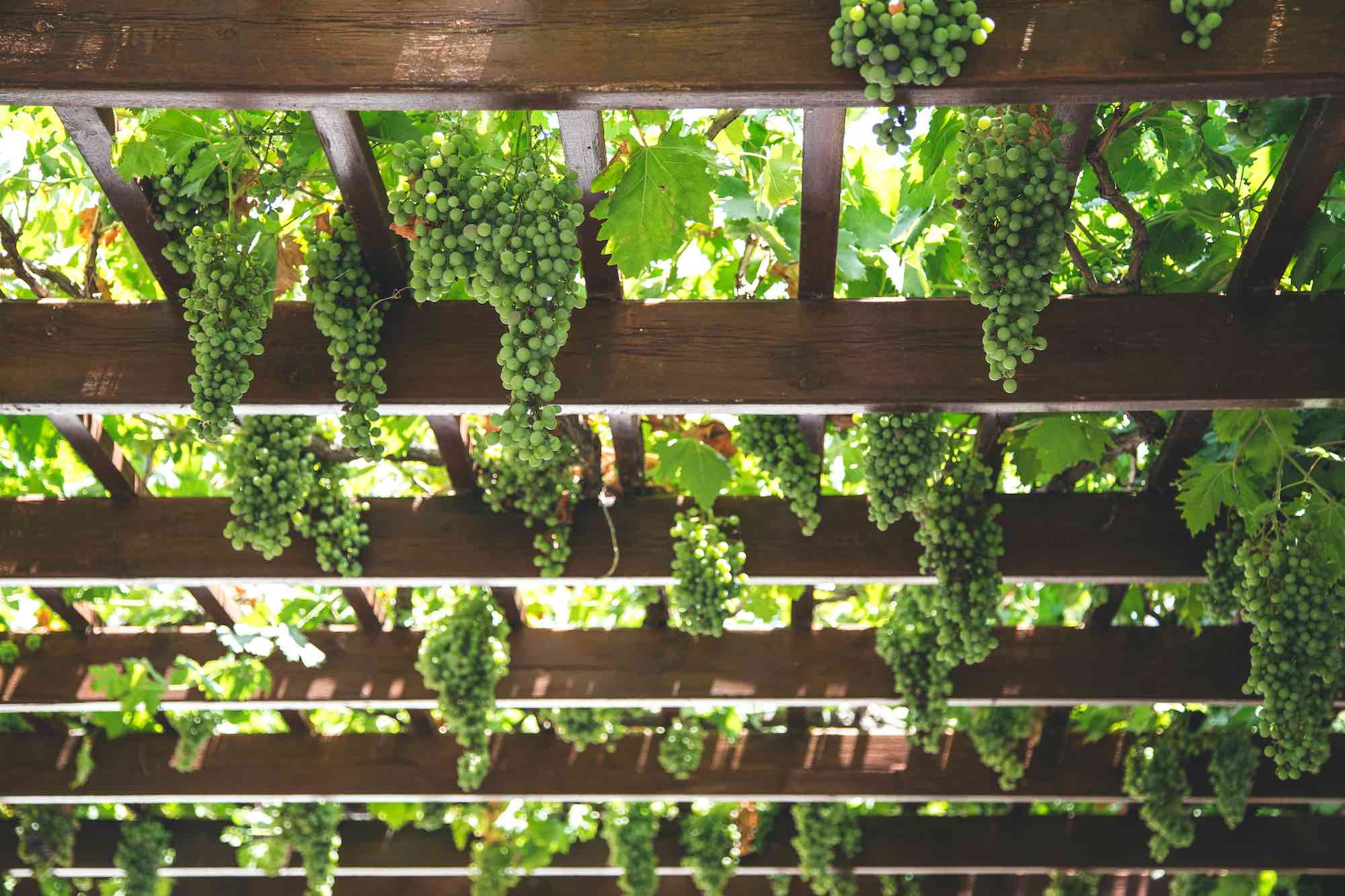 Porticato in un wine resort in Toscana con uva