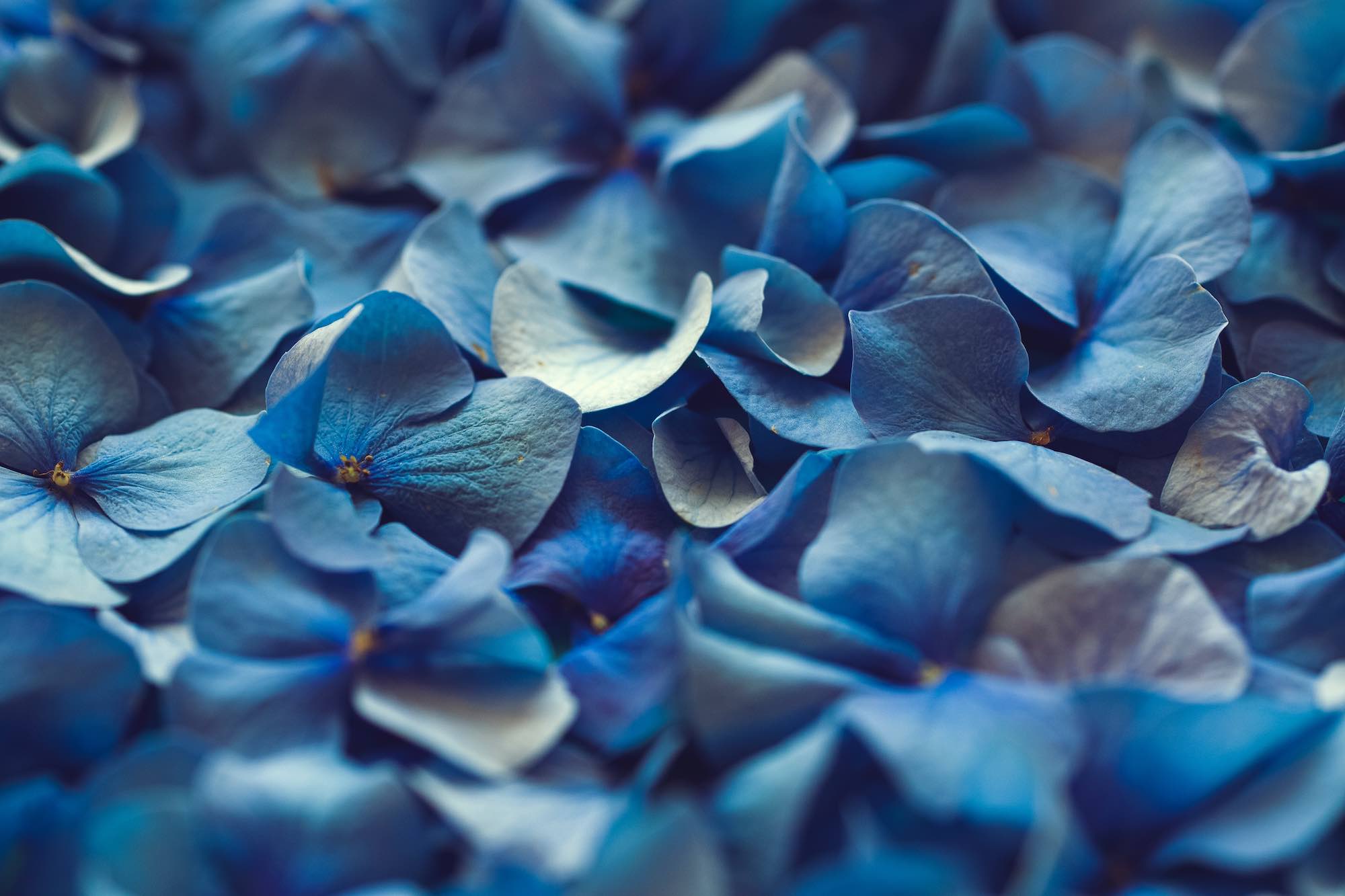 Macro di petali di fiori azzurri distesi in terra per Infiorata in Toscana
