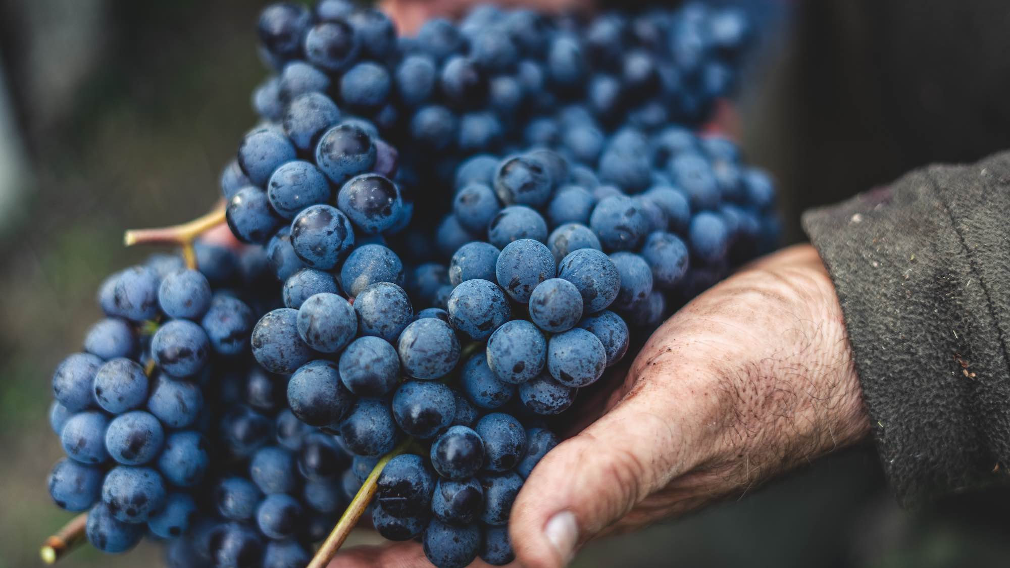 Grappolo di uva in mano a viticoltore in vendemmia