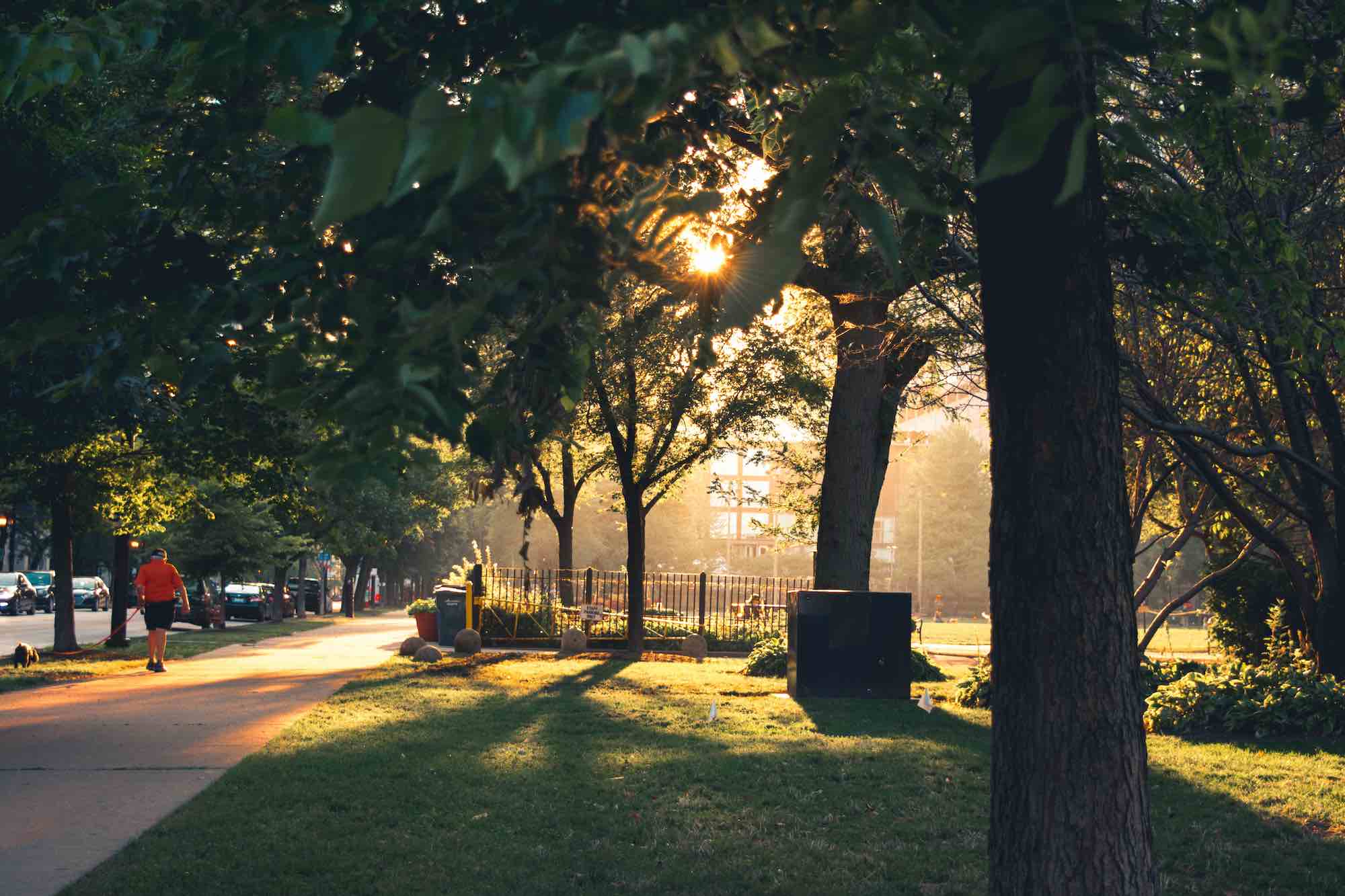 Il sole filtra tra gli alberi di un parco urbano