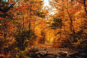 Foresta in autunno con foliage di mille colori