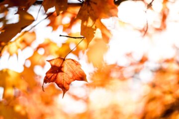 Foglie secche in autunno su albero, dove vedere il foliage autunnale in Toscana