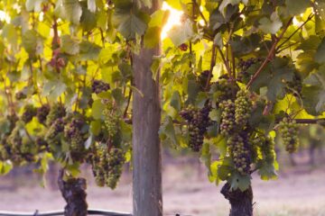 Un vigneto al tramonto con grappoli d'uva ancora sulle viti