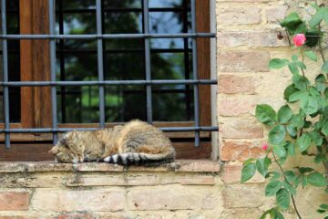 Gatto dorme su davanzale in un borgo in Toscana