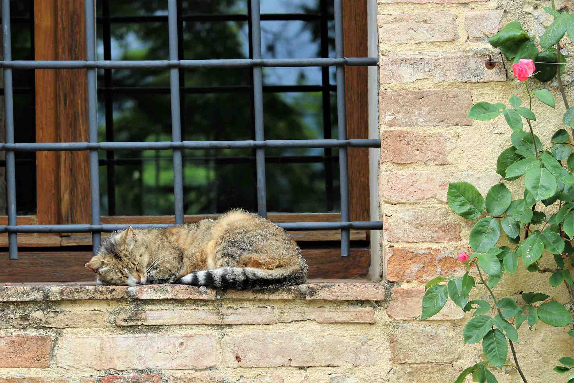 Gatto dorme su davanzale in un borgo in Toscana