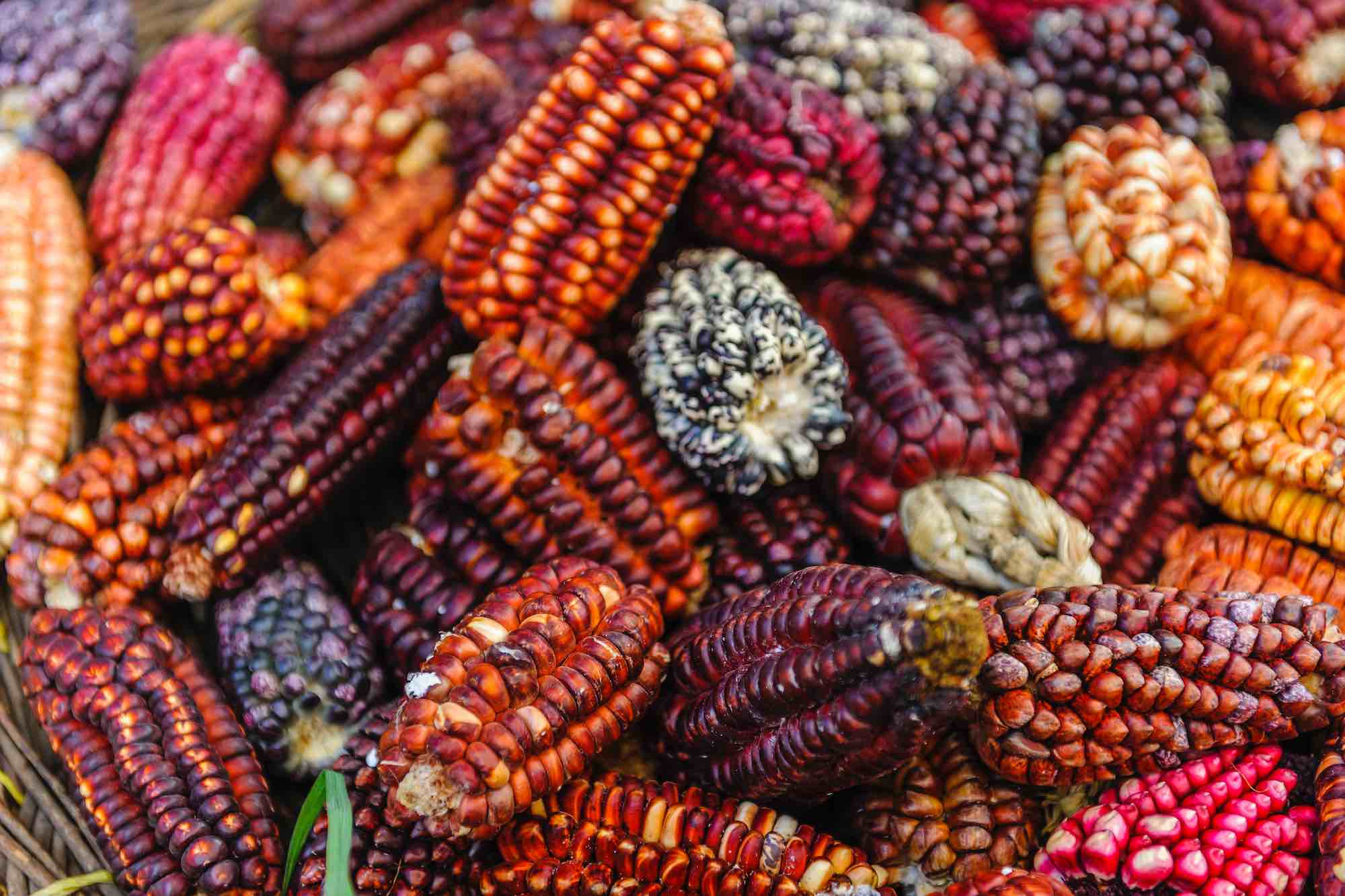 Pannocchie di mais colorato in Perù