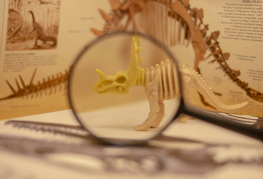 Riproduzione di scheletro di dinosauro in un museo didattico