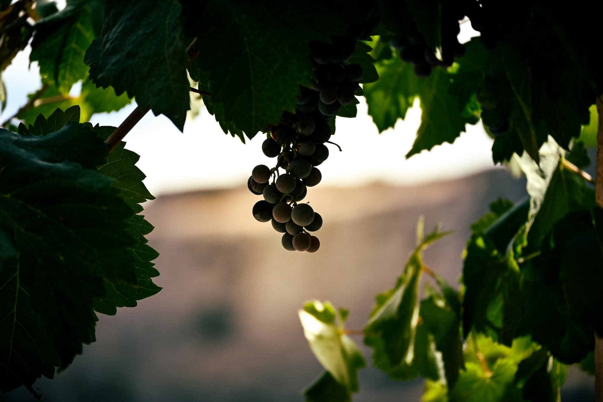 Grappolo d'uva tra le vigne al tramonto