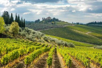 Vista su vigne e castello a Radda in Chianti