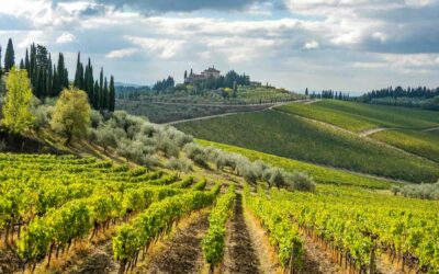 Vista su vigne e castello a Radda in Chianti