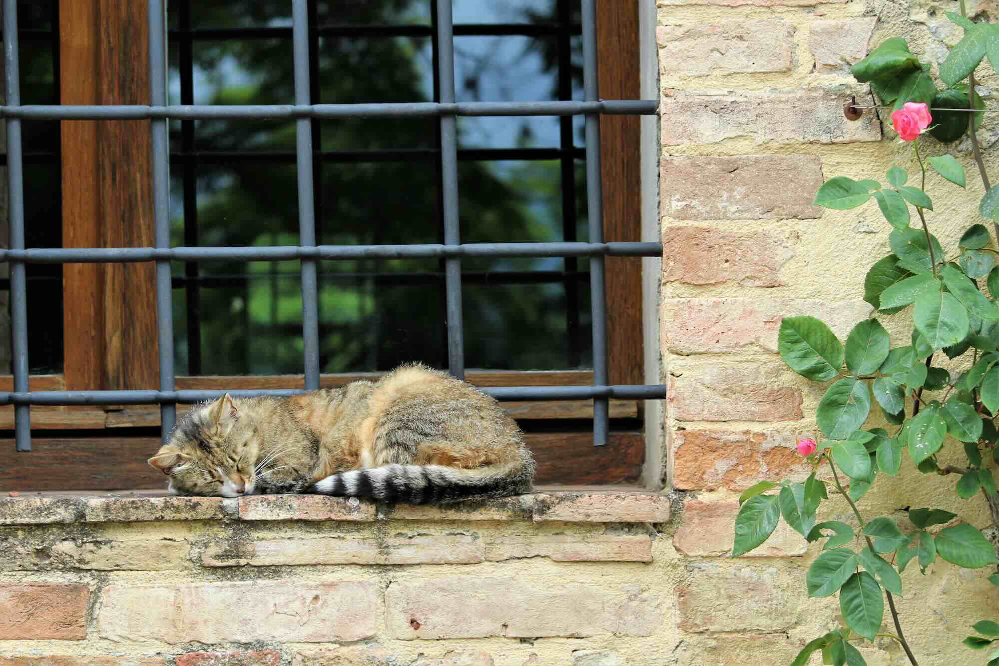 Un gatto dorme su una finestra in un borgo toscano