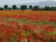 Campo di papaveri